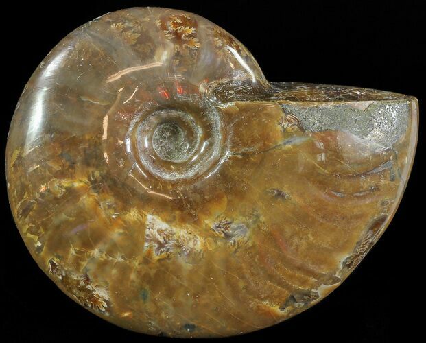 Flashy Red Iridescent Ammonite - Wide #66647